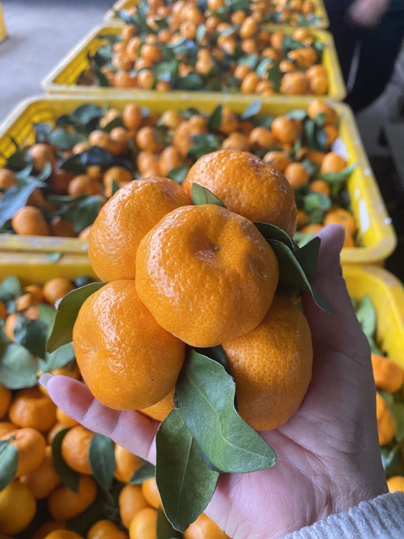 湖北蜜桔/纯甜无渣/产地直销/整车发货/对接平台商超/