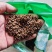 绿豆衣干货绿豆衣中药材欢迎选购！