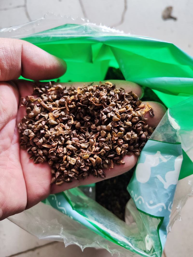 绿豆衣干货绿豆衣中药材欢迎选购！