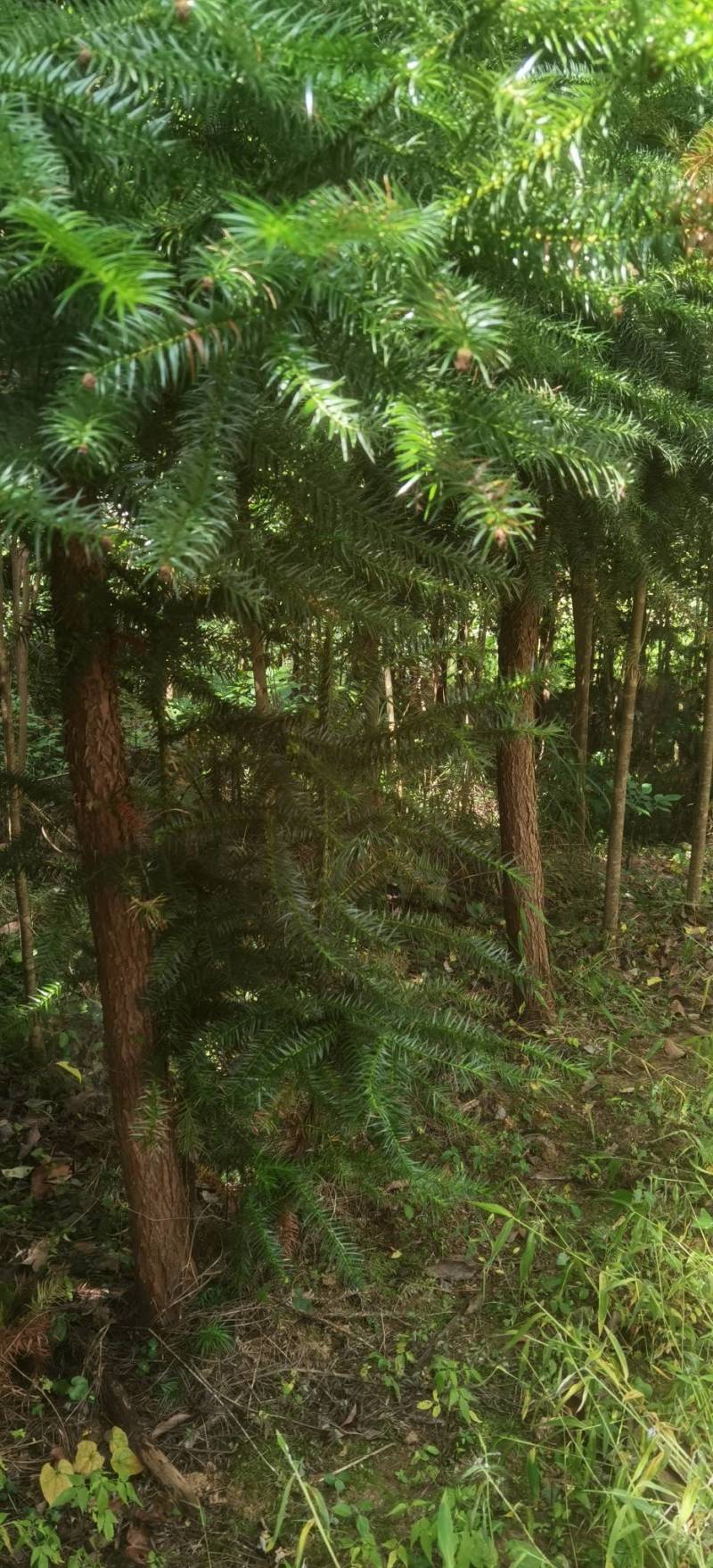 大叶女贞，桂花树，水杉树