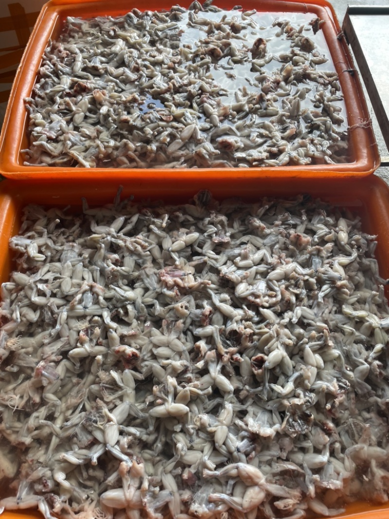 今年新出蛙肉真空包装大量有货大中小蛙块都有