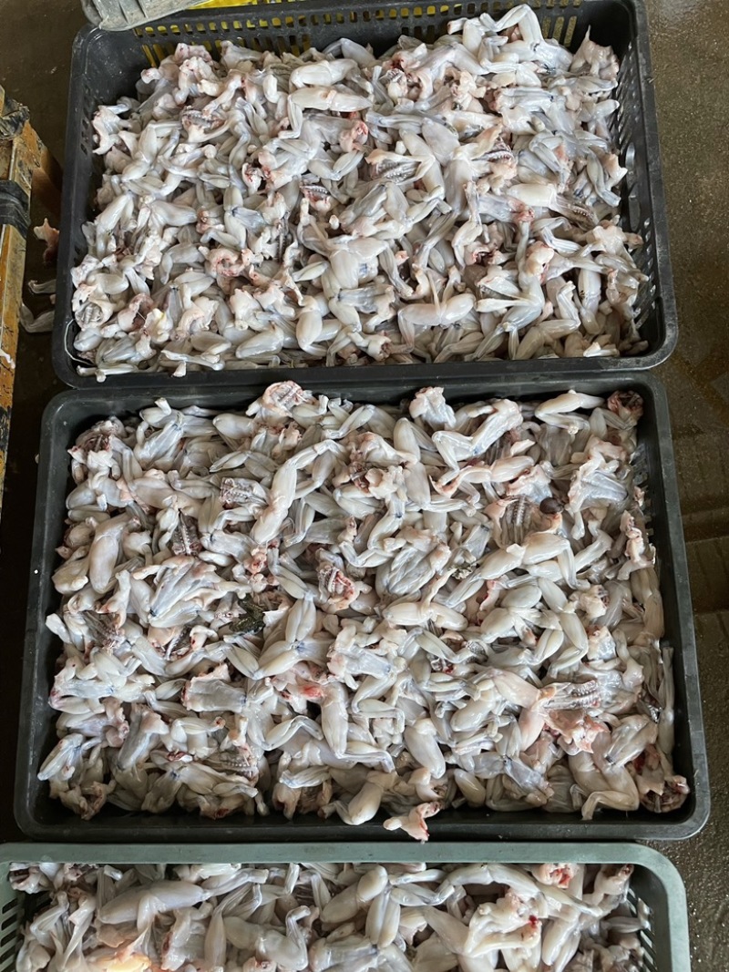 今年新出蛙肉真空包装大量有货大中小蛙块都有