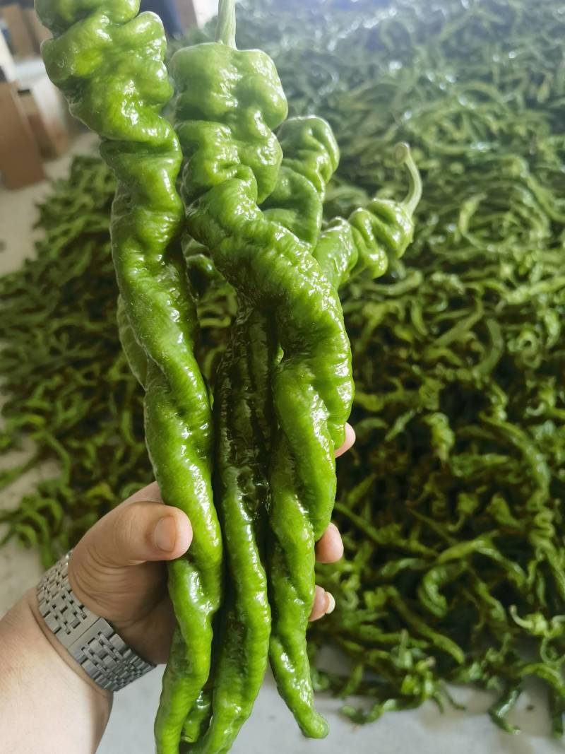 精品薄皮陇椒，大量有货，产地直发，全国发货