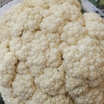 盘子适中，花头白，无黑点，