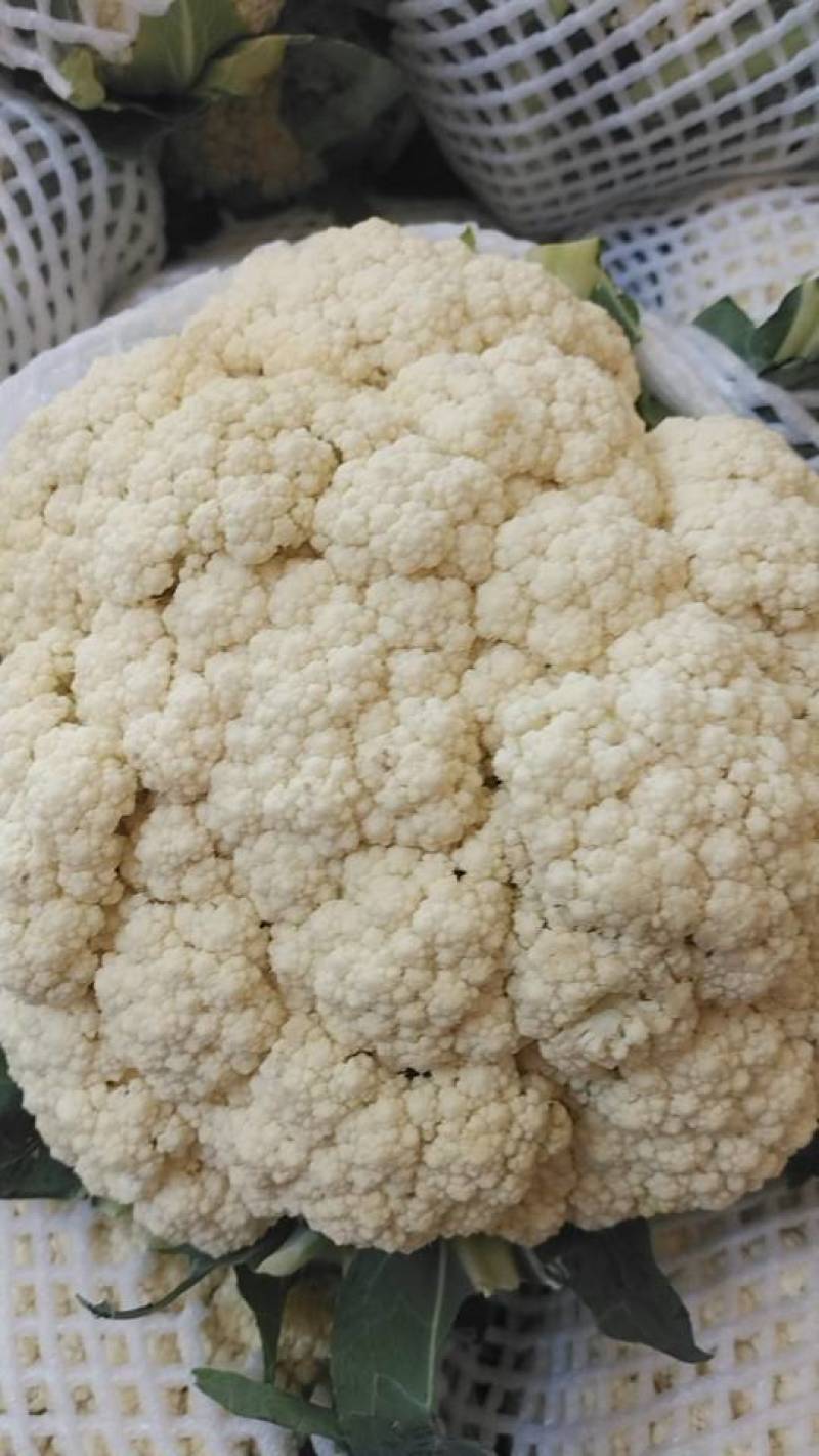 盘子适中，花头白，无黑点，