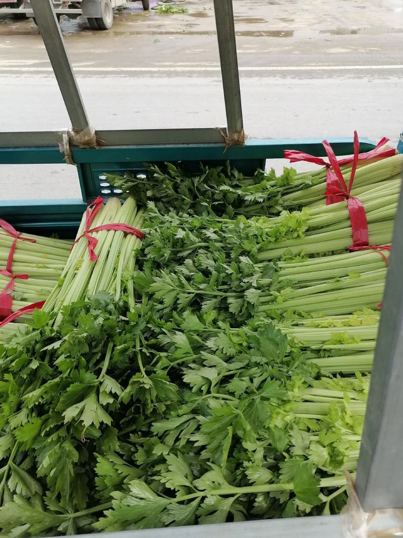 郑州中牟芹菜上市