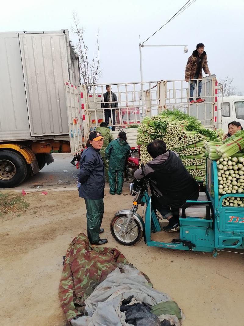 郑州中牟芹菜上市