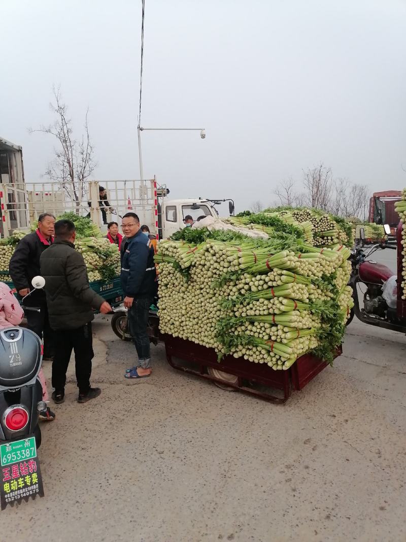 郑州中牟芹菜上市