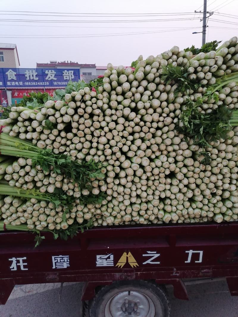 郑州中牟芹菜上市