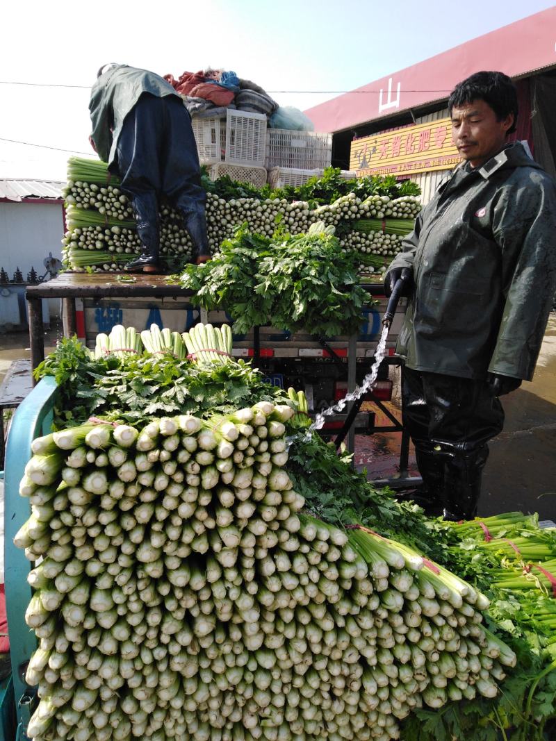 郑州中牟芹菜上市