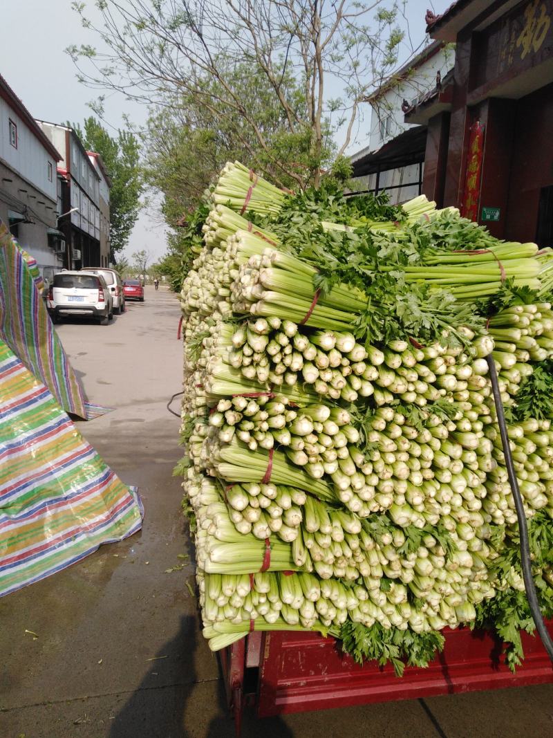 郑州中牟芹菜上市