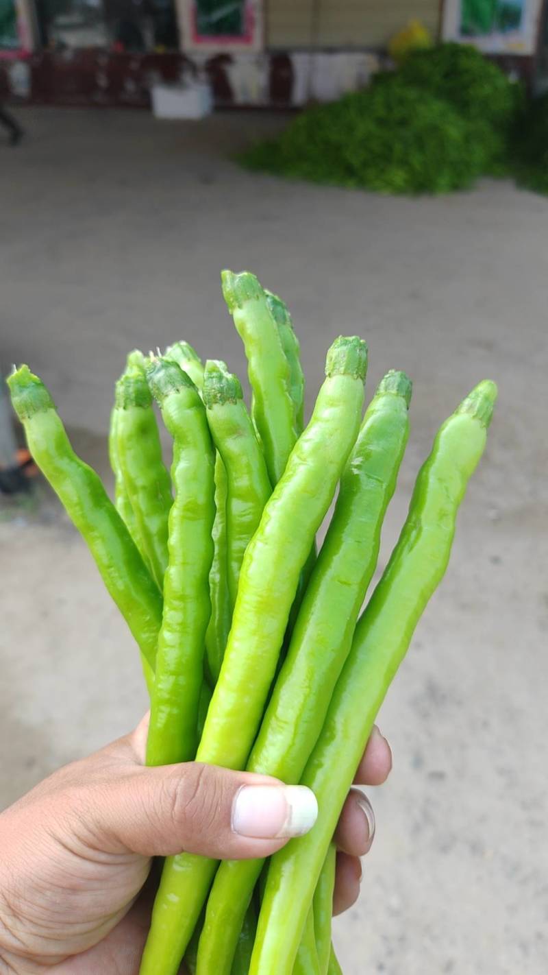 陕西渭南蒲城产区，工厂加工腌制线椒，大量供应中，去把子