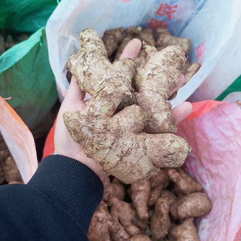 精品姜母，姜巴手选货，产地大量现货，全国发货，保证质量