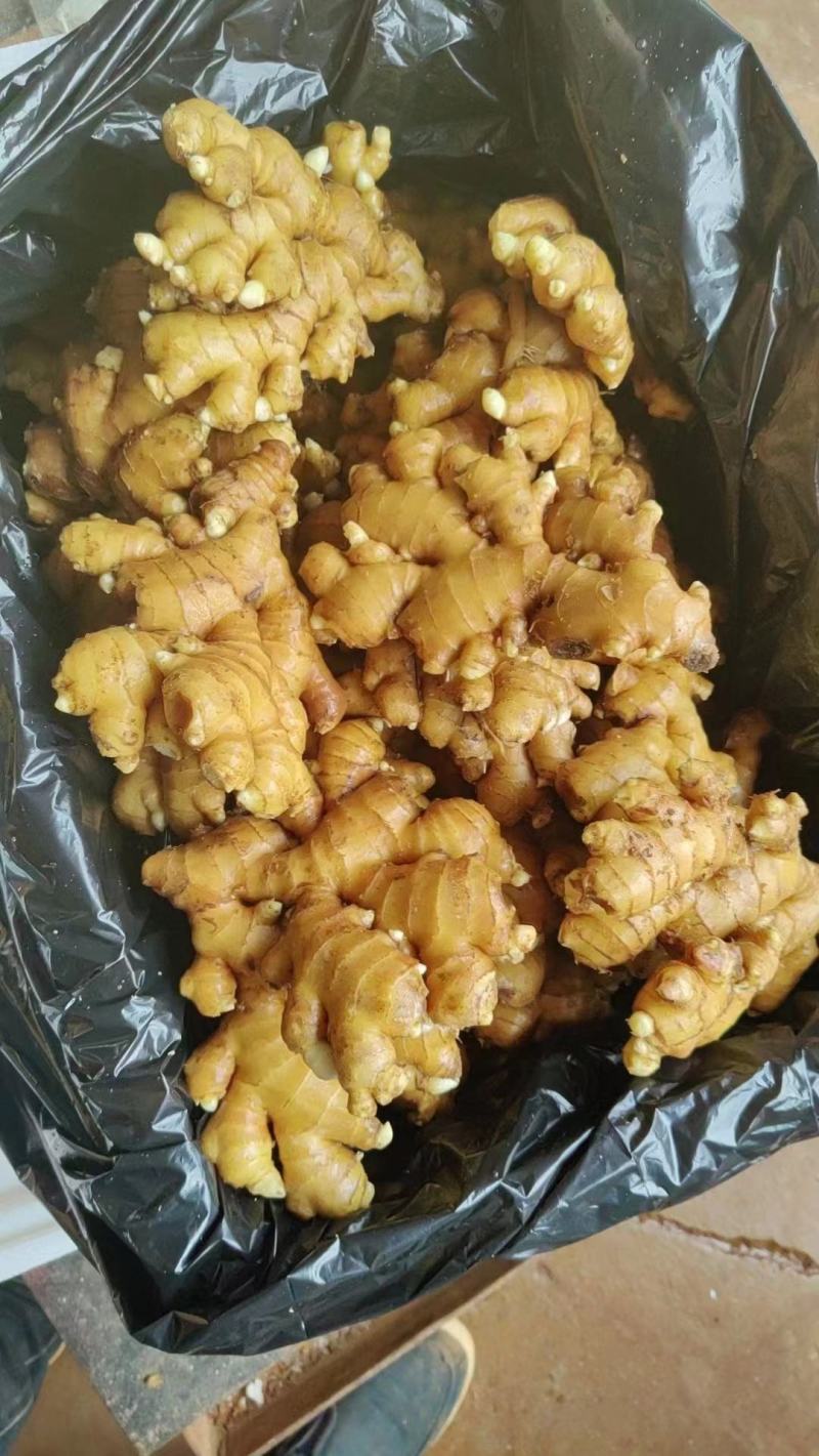 精品姜母，姜巴手选货，产地大量现货，全国发货，保证质量