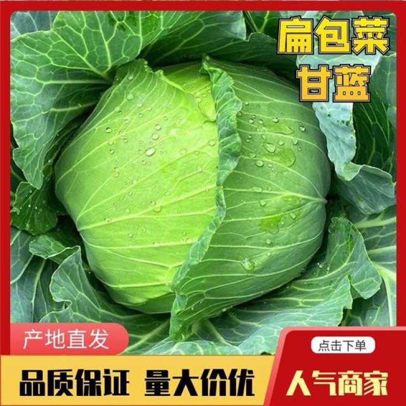 【来电立减】墨玉甘蓝开封扁包菜大量上市各种规格