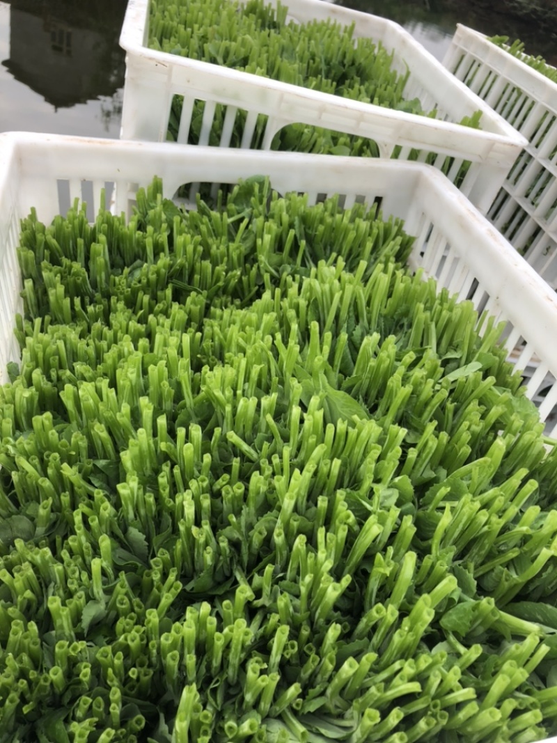 精品四川豌豆尖品质保证产地直发可视频看货欢迎咨询！