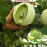 玉菇甜瓜苗玉姑苗苗厂现货直发冰清玉菇甜瓜苗