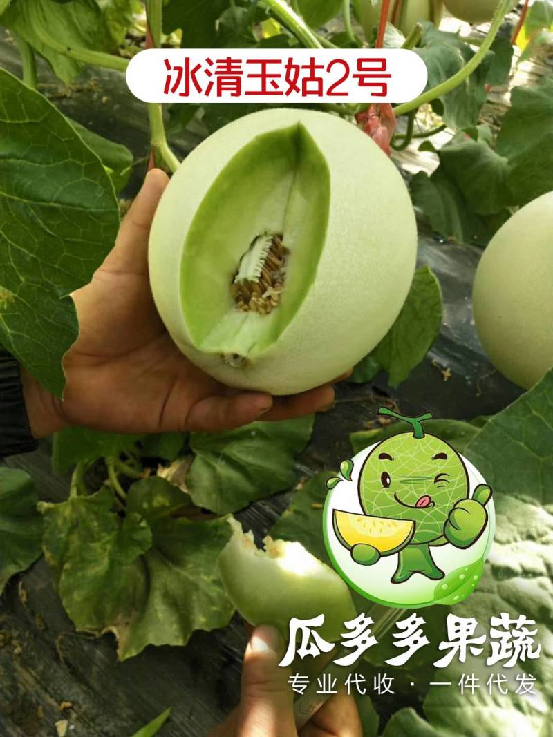 玉菇甜瓜苗玉姑苗苗厂现货直发冰清玉菇甜瓜苗