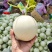 玉菇甜瓜苗玉姑苗苗厂现货直发冰清玉菇甜瓜苗