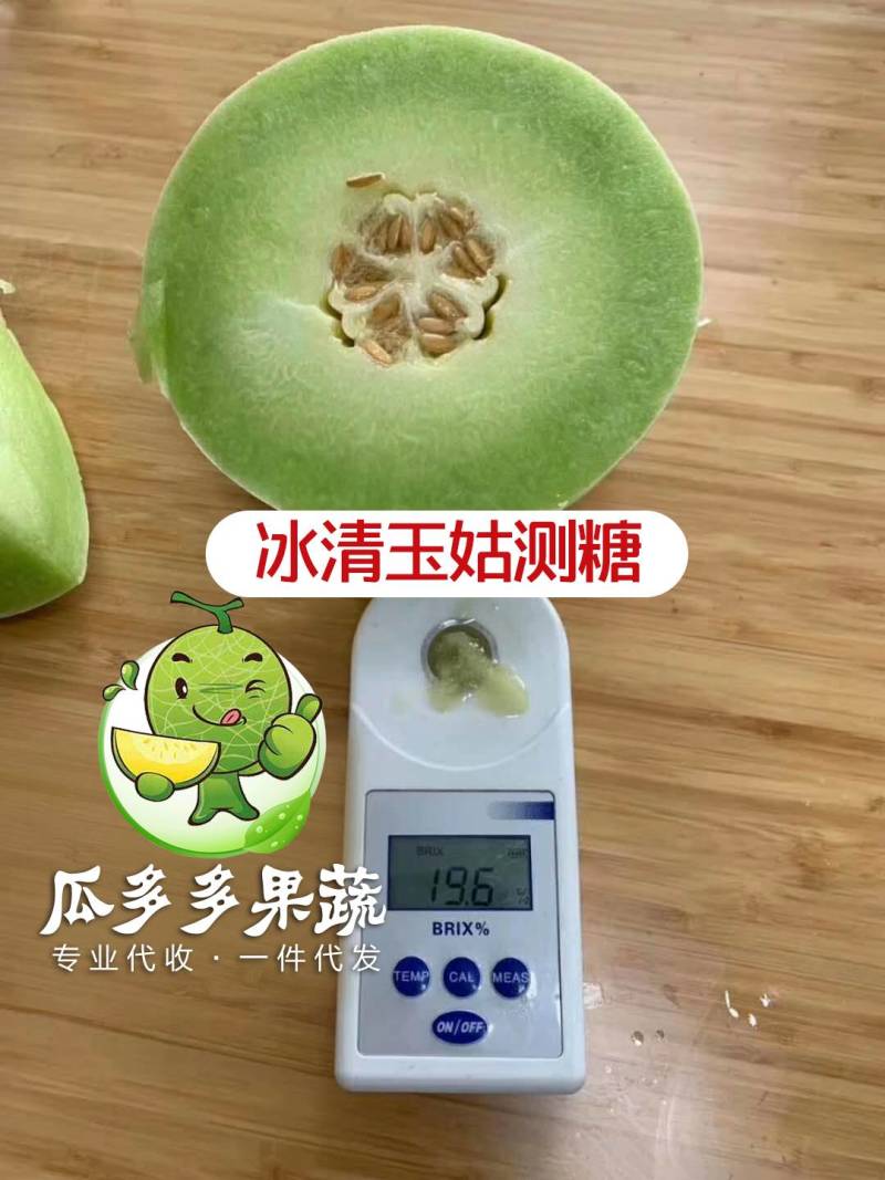 玉菇甜瓜苗玉姑苗苗厂现货直发冰清玉菇甜瓜苗