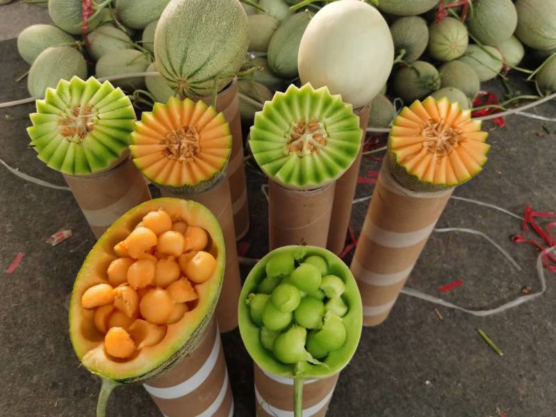 玉菇甜瓜苗玉姑苗苗厂现货直发冰清玉菇甜瓜苗