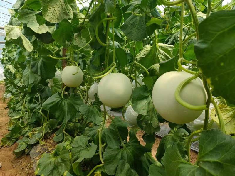玉菇甜瓜苗玉姑苗苗厂现货直发冰清玉菇甜瓜苗