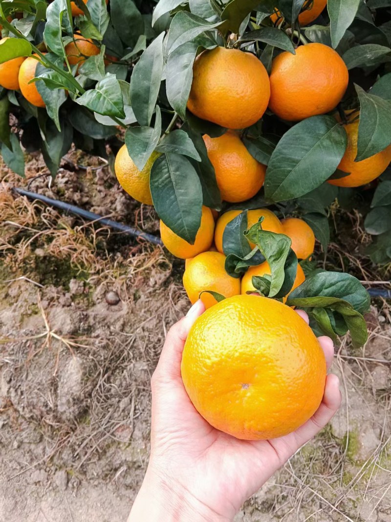 云南沃柑果电商果社区团购市场货皮薄纯甜化渣