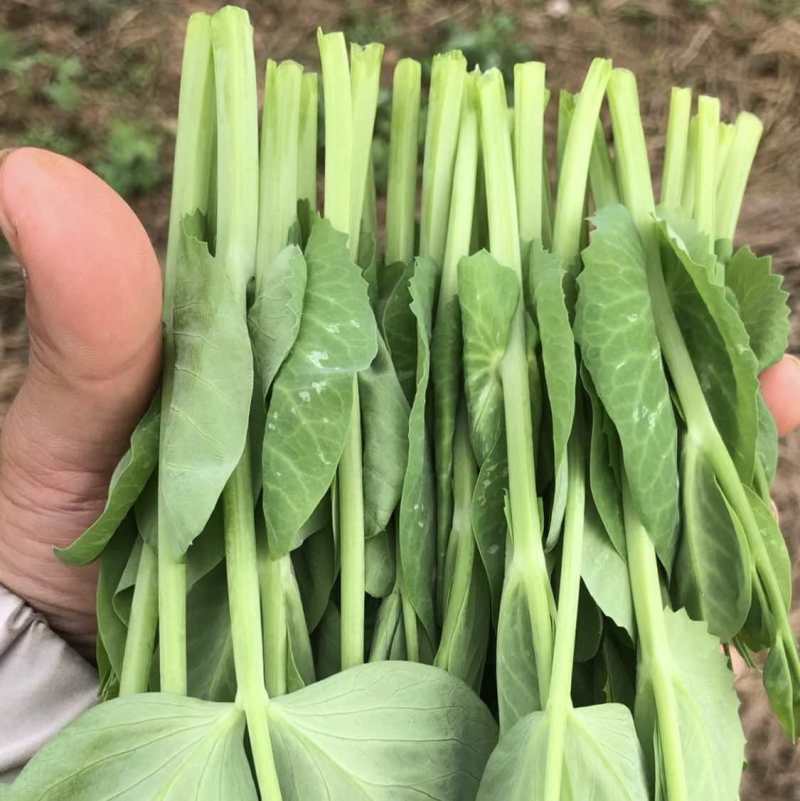 精品四川豌豆尖品质保证产地直发可视频看货欢迎咨询！