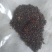 利油501-优质油菜籽