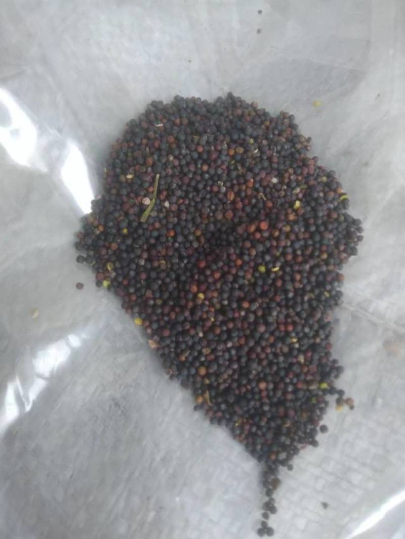利油501-优质油菜籽