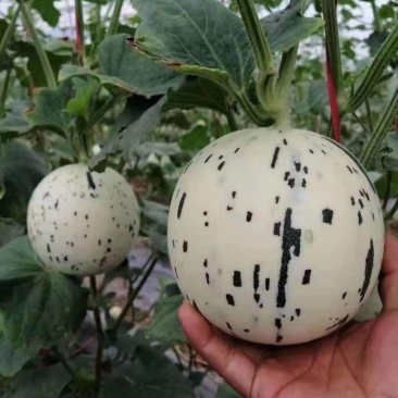 蜜露甜瓜苗梦露流星甜瓜苗流星蜜苗苗厂直发