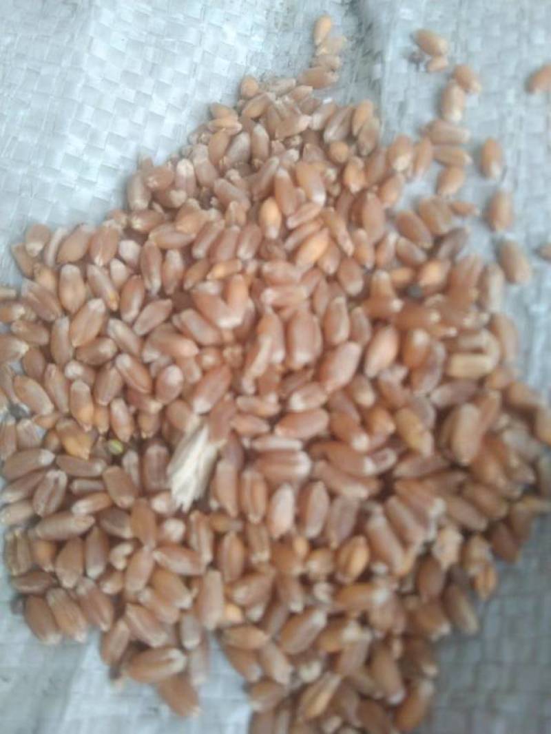 龙麦35优质小麦，水分12.5%以下