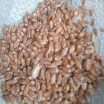 龙麦35优质小麦，水分12.5%以下