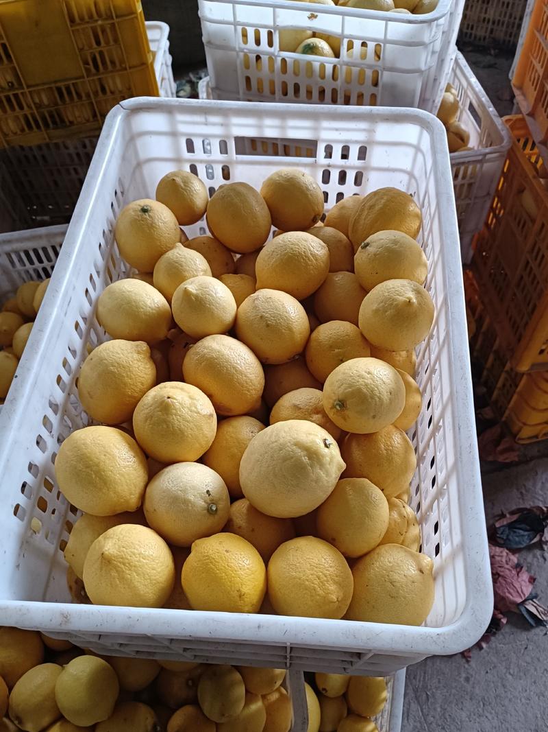 四川安岳尤力克青黄柠檬一件代发支持电商微商社区团购