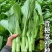 湖北白菜苔广东菜心上海青苔支持视频看货打款发货
