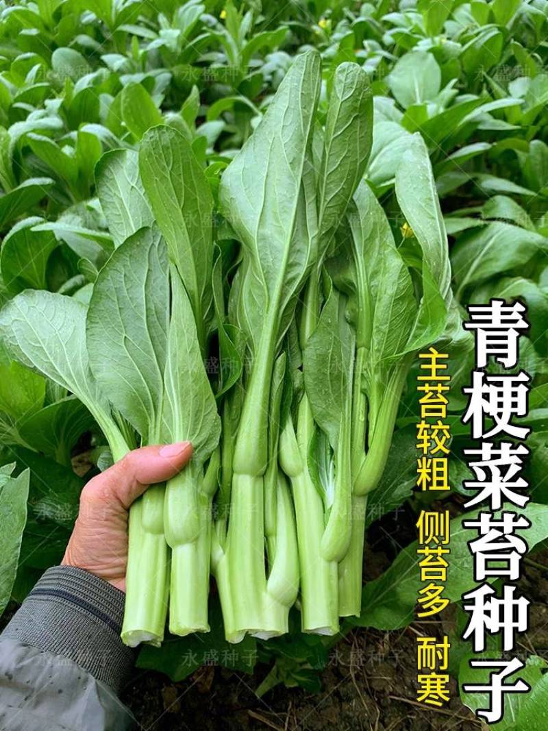 湖北白菜苔广东菜心上海青苔支持视频看货打款发货