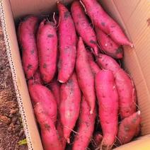 河南商薯19，精品红薯，淀粉薯大量上市产地直发品质保证