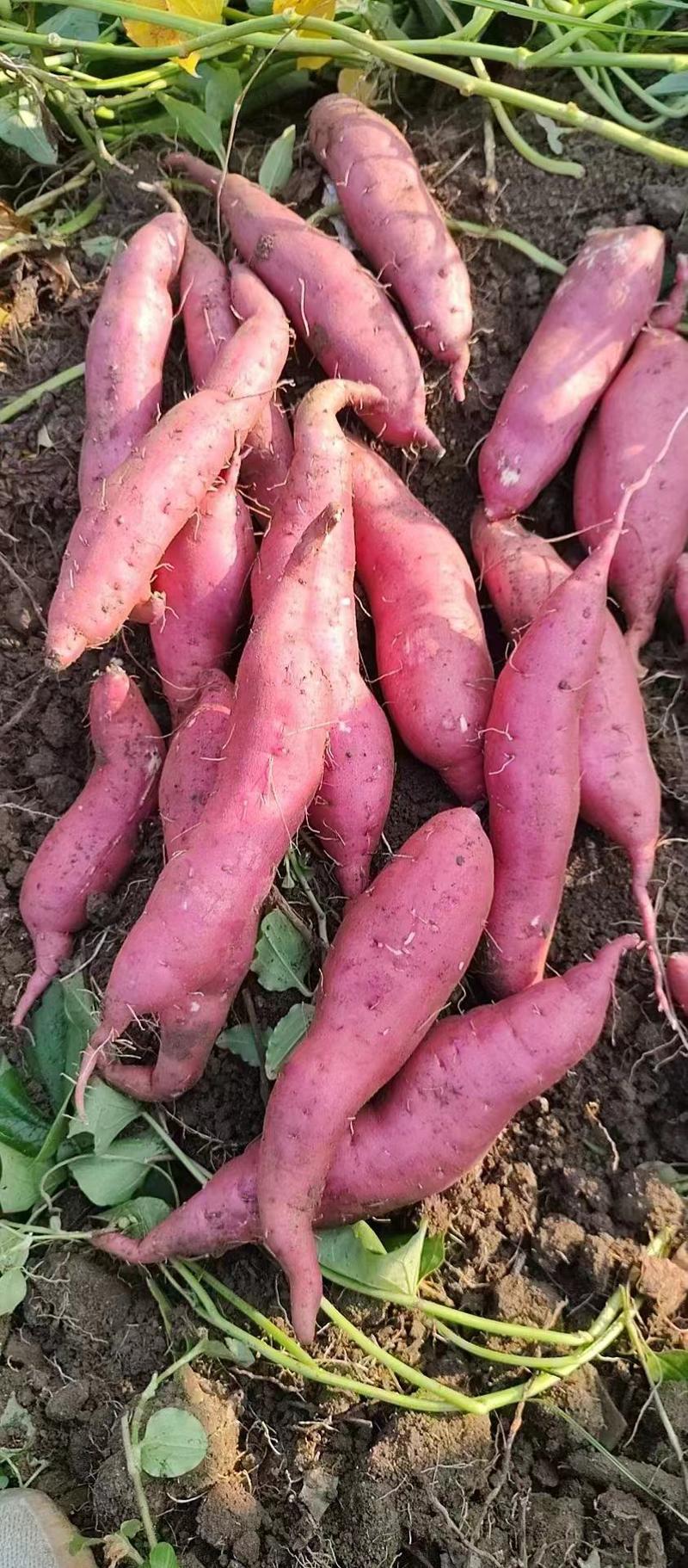 河南商薯19，精品红薯，淀粉薯大量上市产地直发品质保证