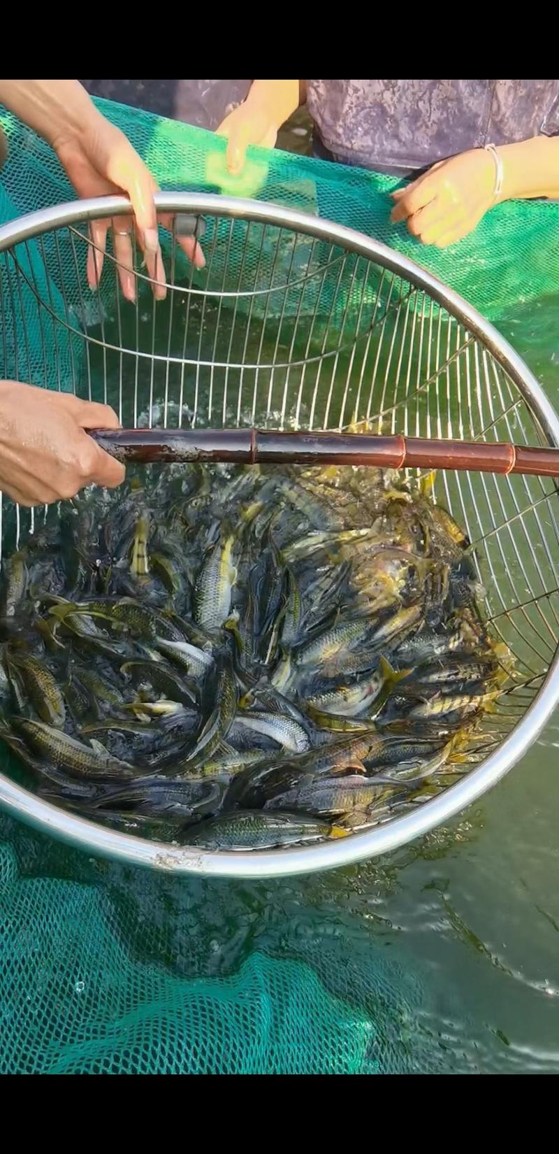 溪水石斑浙江品种活鱼配送