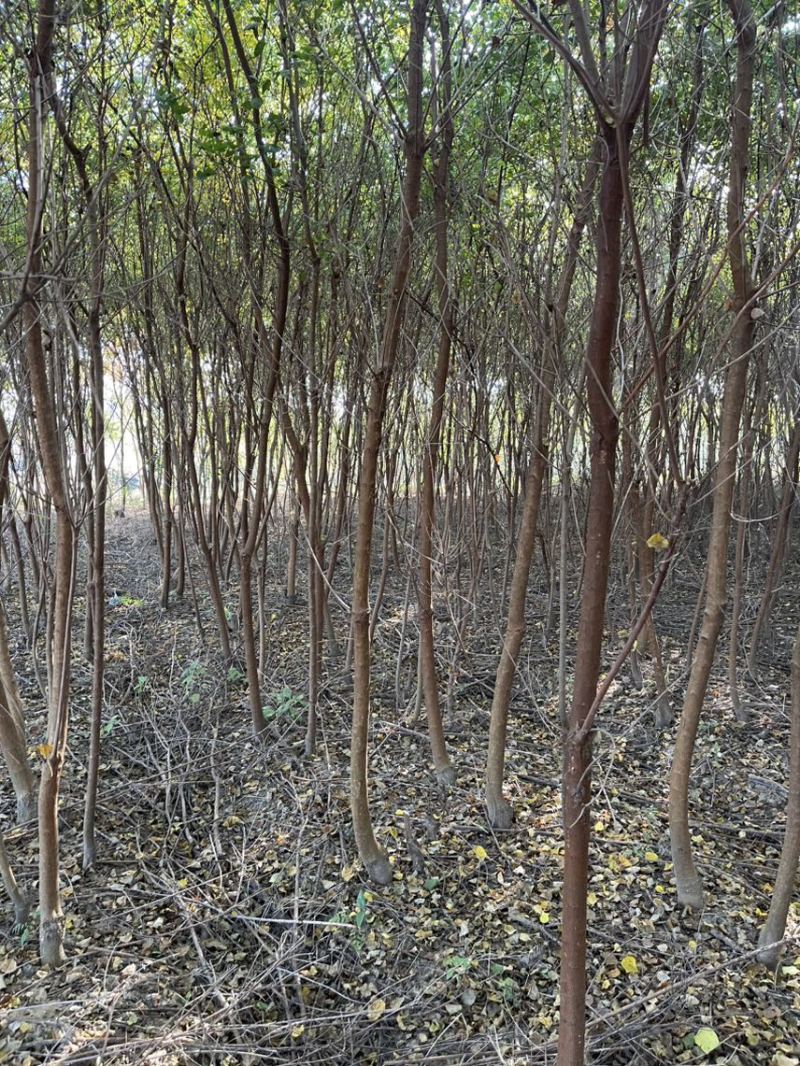 乌桕绿化苗木风景树苗木
