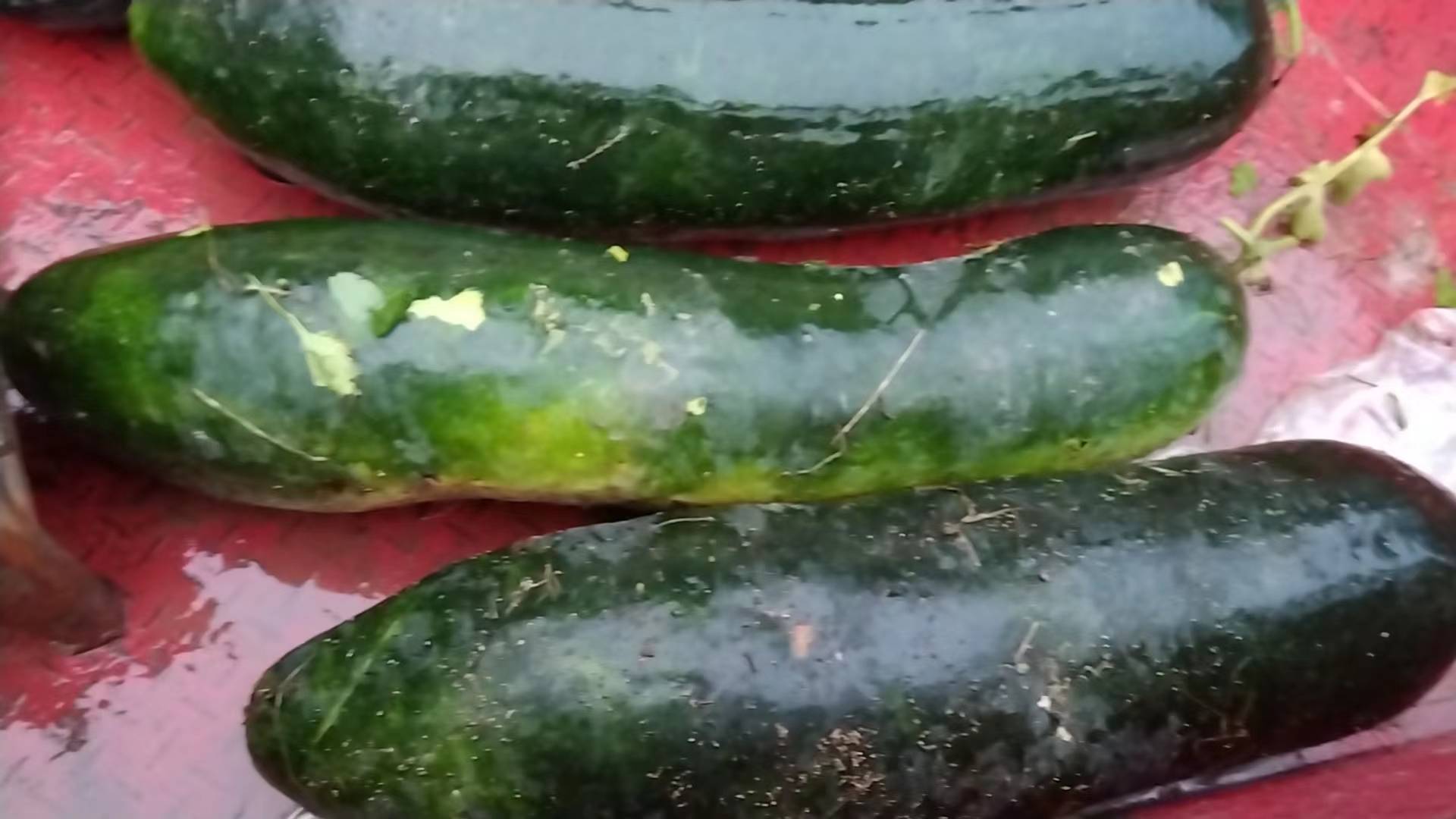 荷叶、冬瓜、山楂、陈皮四种农产品并列展示,背景为自然厨房环境,光线柔和 荷叶冬瓜山楂陈皮组合图