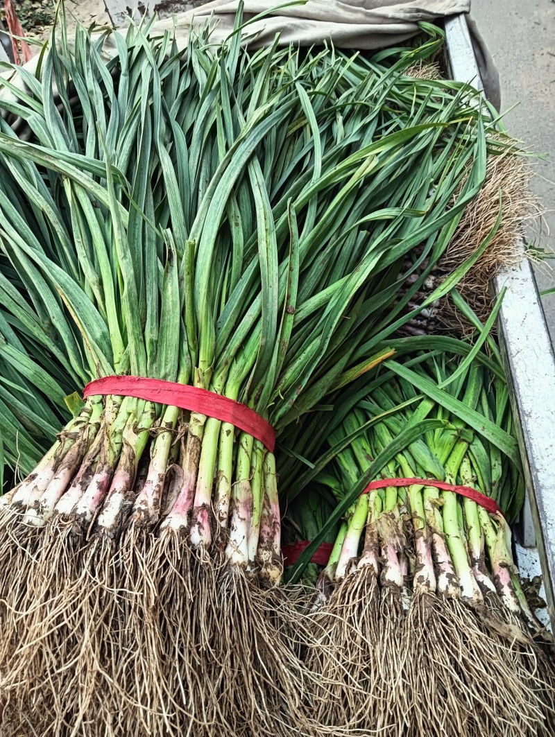 红根蒜苗半月以后陆续上市目前上市的有大白菜白萝卜菠菜香菜