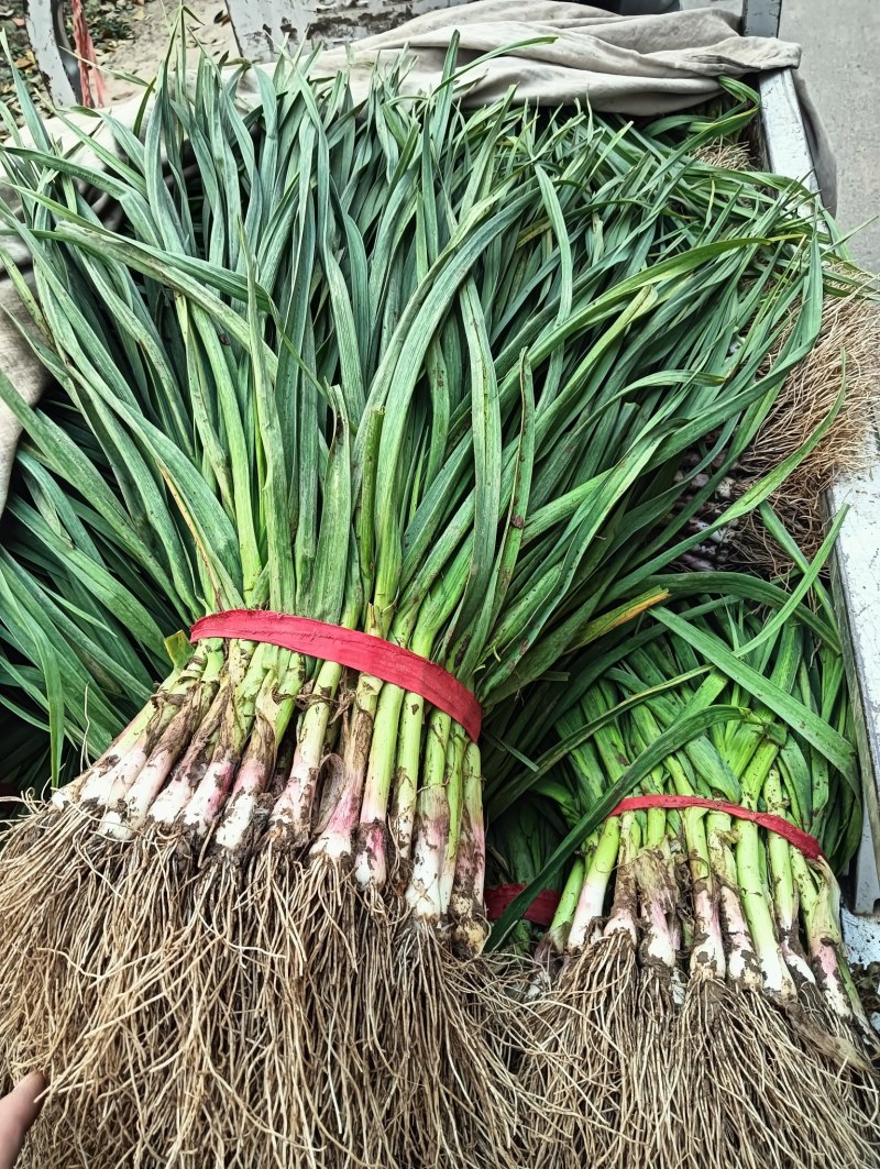 红根蒜苗半月以后陆续上市目前上市的有大白菜白萝卜菠菜香菜