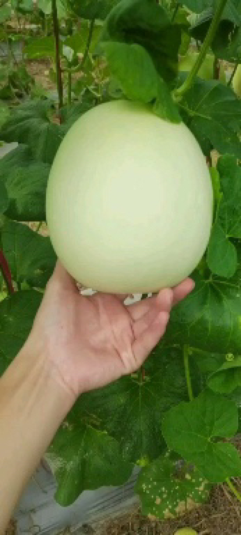 【优选】海南玉菇-产地直发-量大从优-价格优惠-可验货