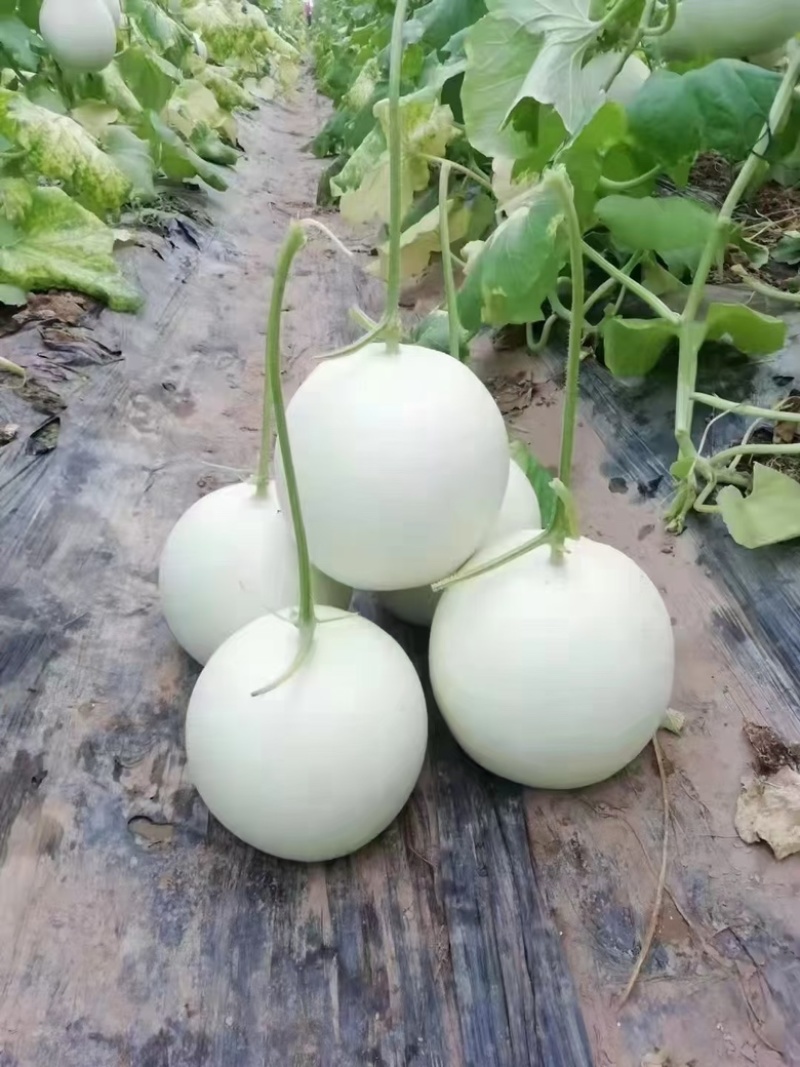 【优选】海南玉菇-产地直发-量大从优-价格优惠-可验货