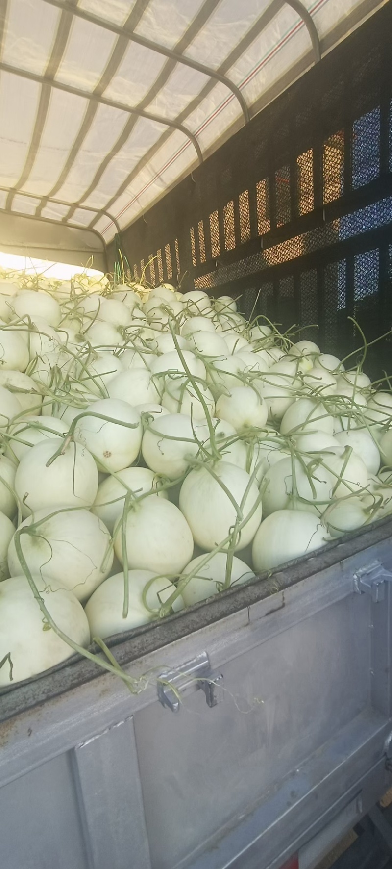 【优选】海南玉菇-产地直发-量大从优-价格优惠-可验货