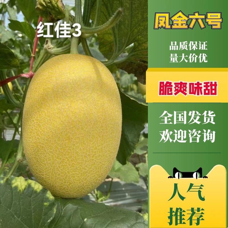 【优选】海南凤金六号-产地直发-量大从优-价格优惠-可验货