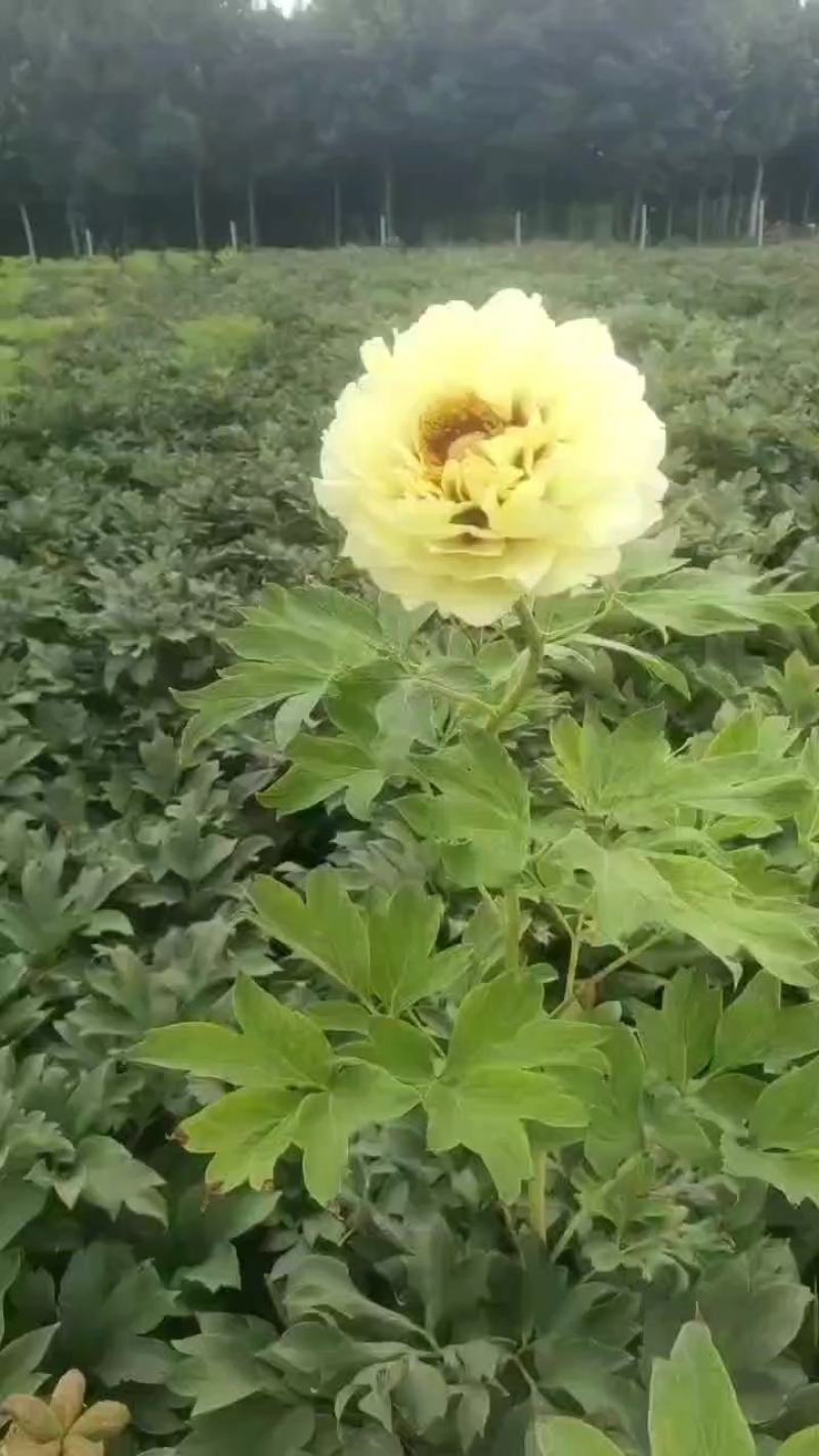 精品牡丹品质上乘支持视频看货成活率高欢迎来电洽谈