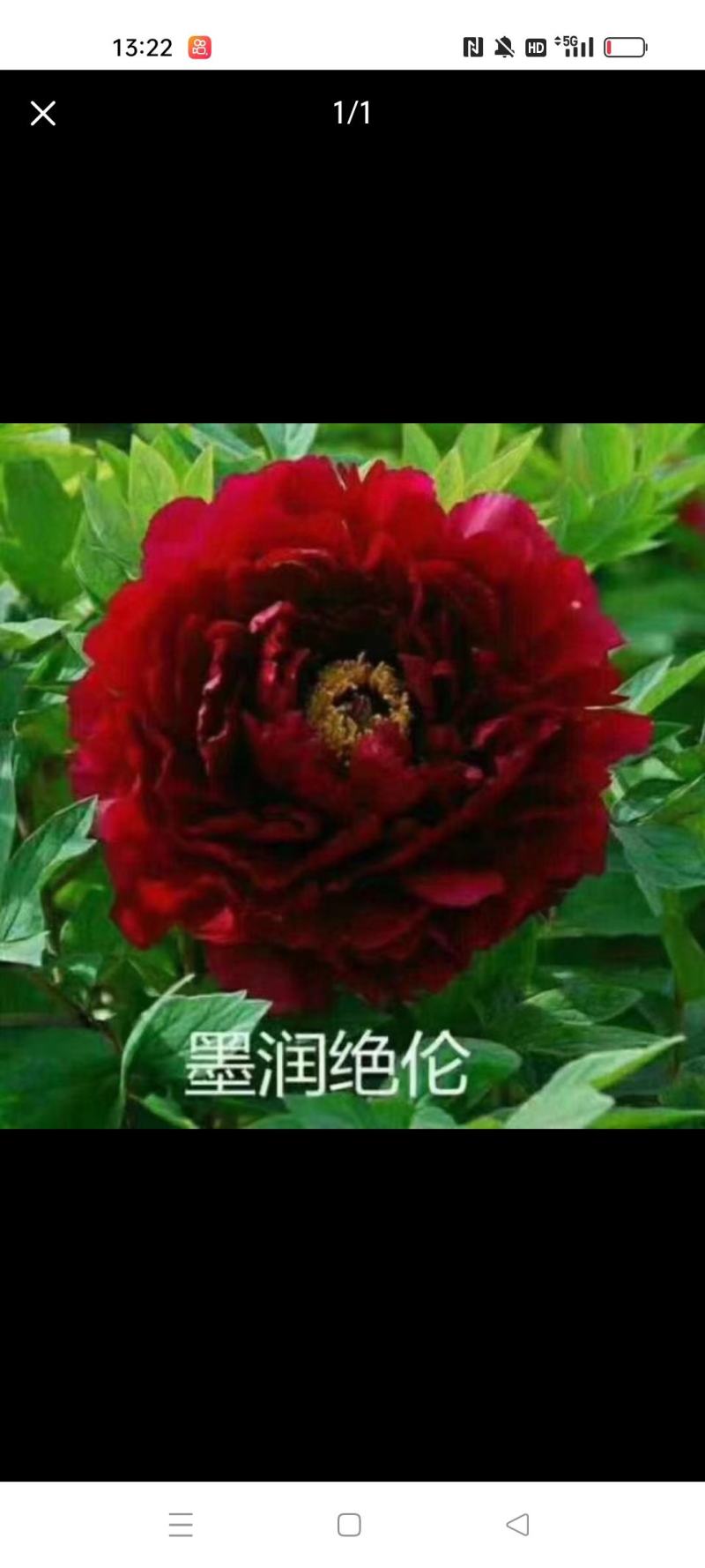 精品牡丹品质上乘支持视频看货成活率高欢迎来电洽谈