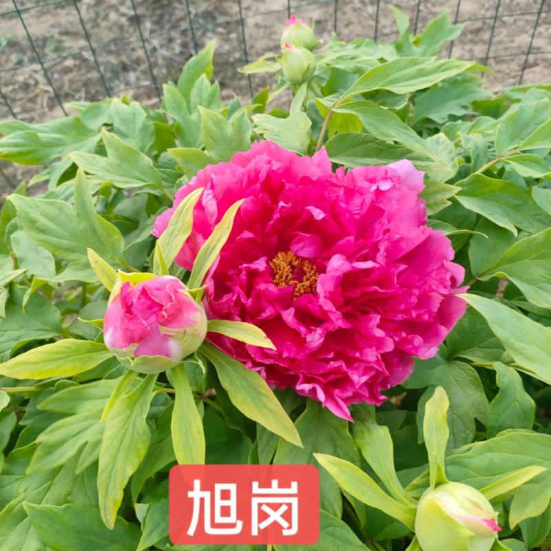 精品牡丹品质上乘支持视频看货成活率高欢迎来电洽谈
